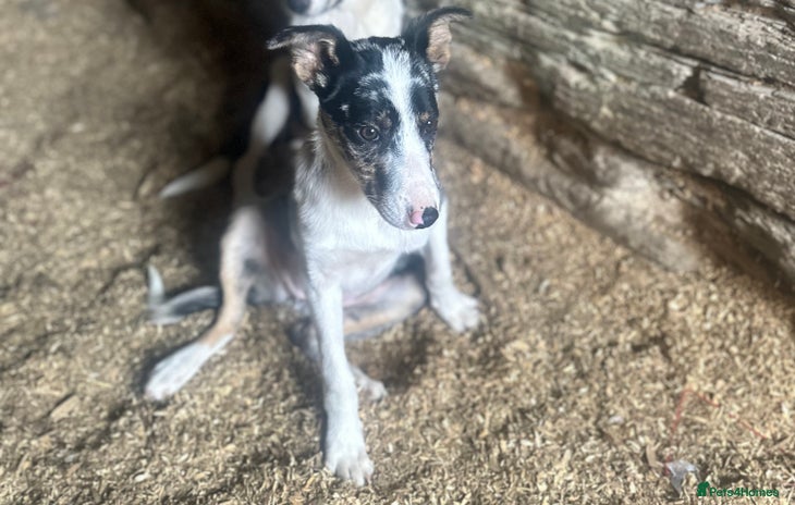 Border Collie dogs - Advert 15