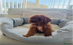 Cockapoo dogs for sale: Beautiful cockapoo puppy ♥️ - Image 7