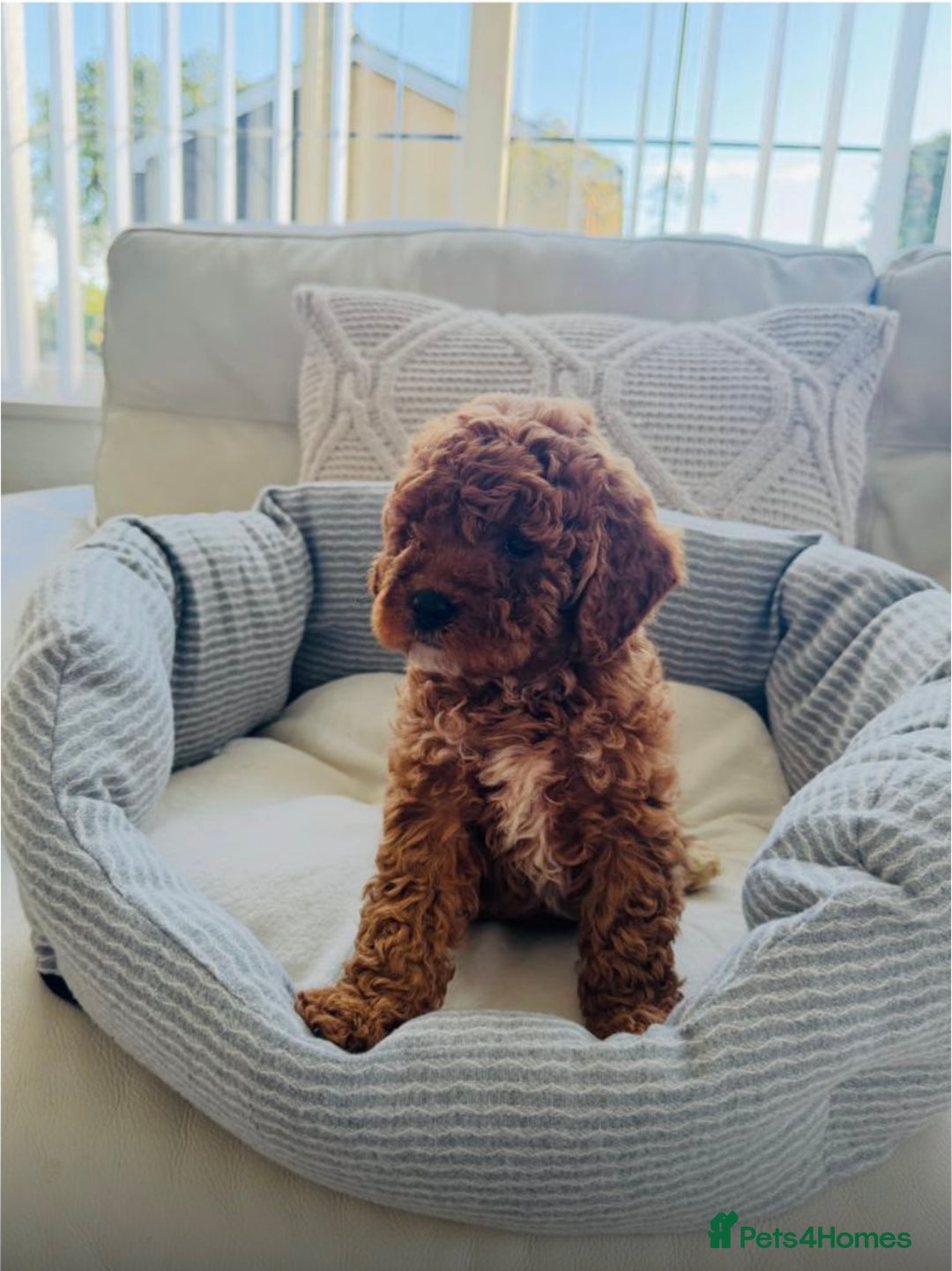Cockapoo dogs for sale: Beautiful cockapoo puppy ♥️ - Image 7