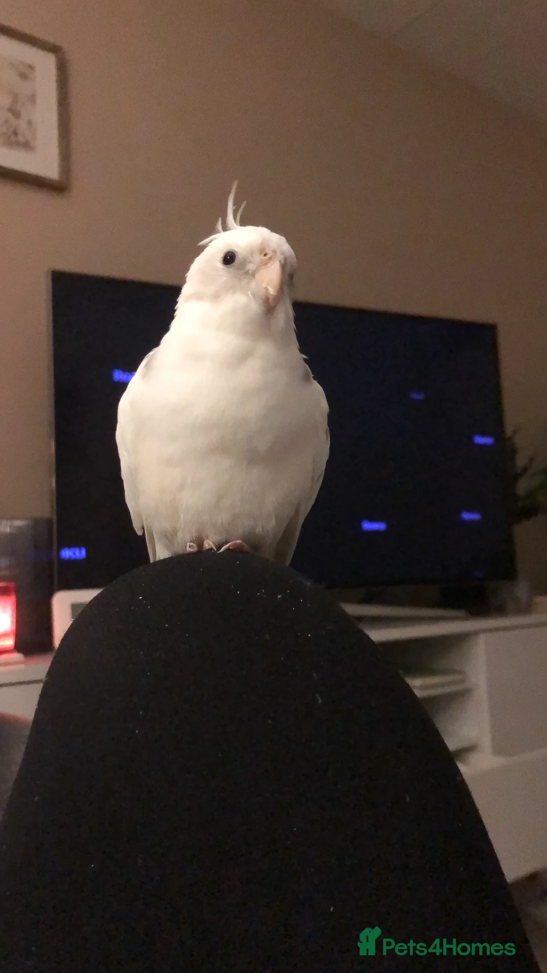 Cockatiels birds for sale: Two Loving Female Cockatiels for Rehoming - Advert 15