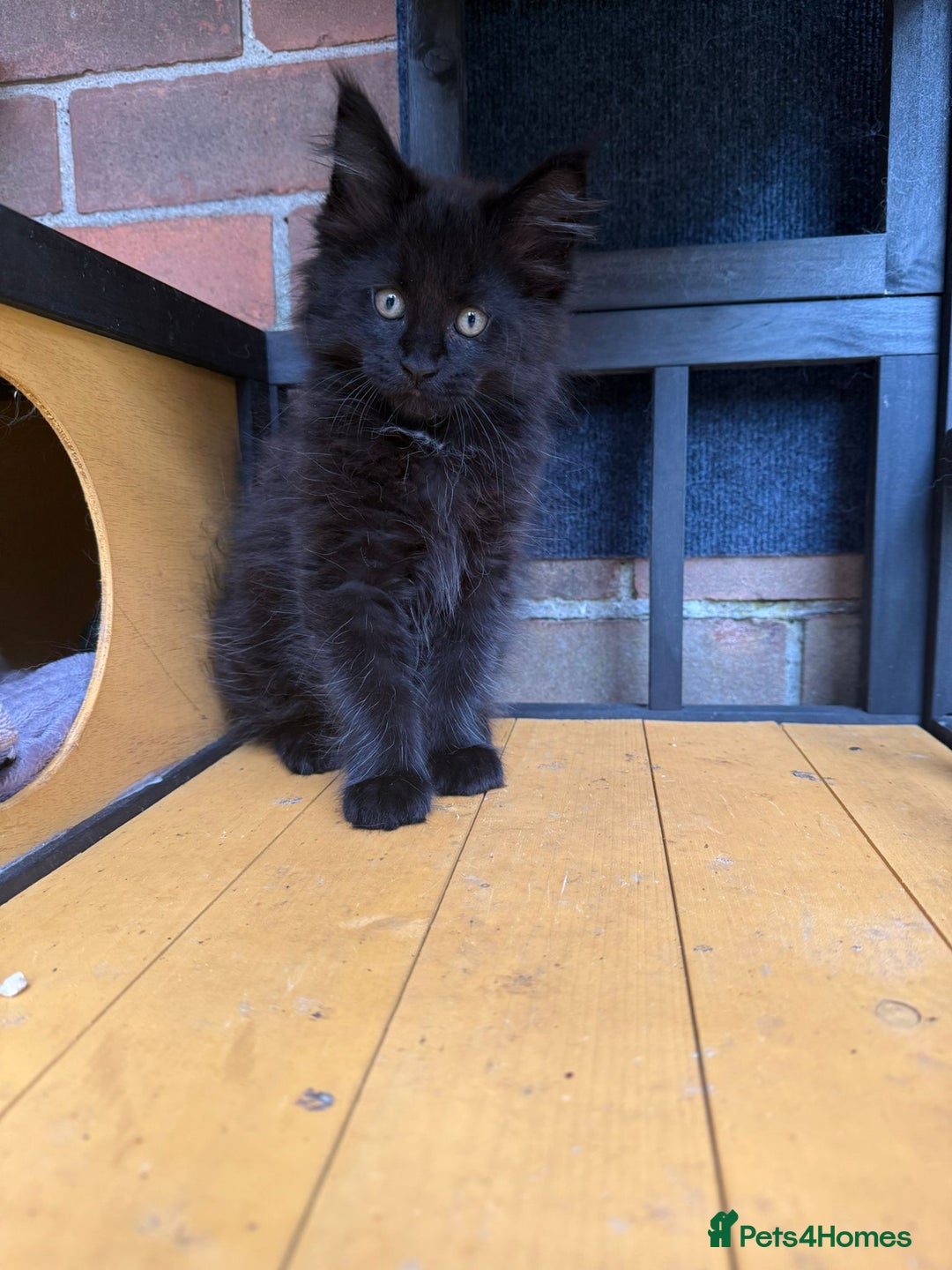 Maine Coon cats for sale:  maincoons  - Image 10