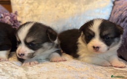 Welsh Corgi Pembroke dogs for sale: Pedigree, health tested parents, licensed breeder - Image 14