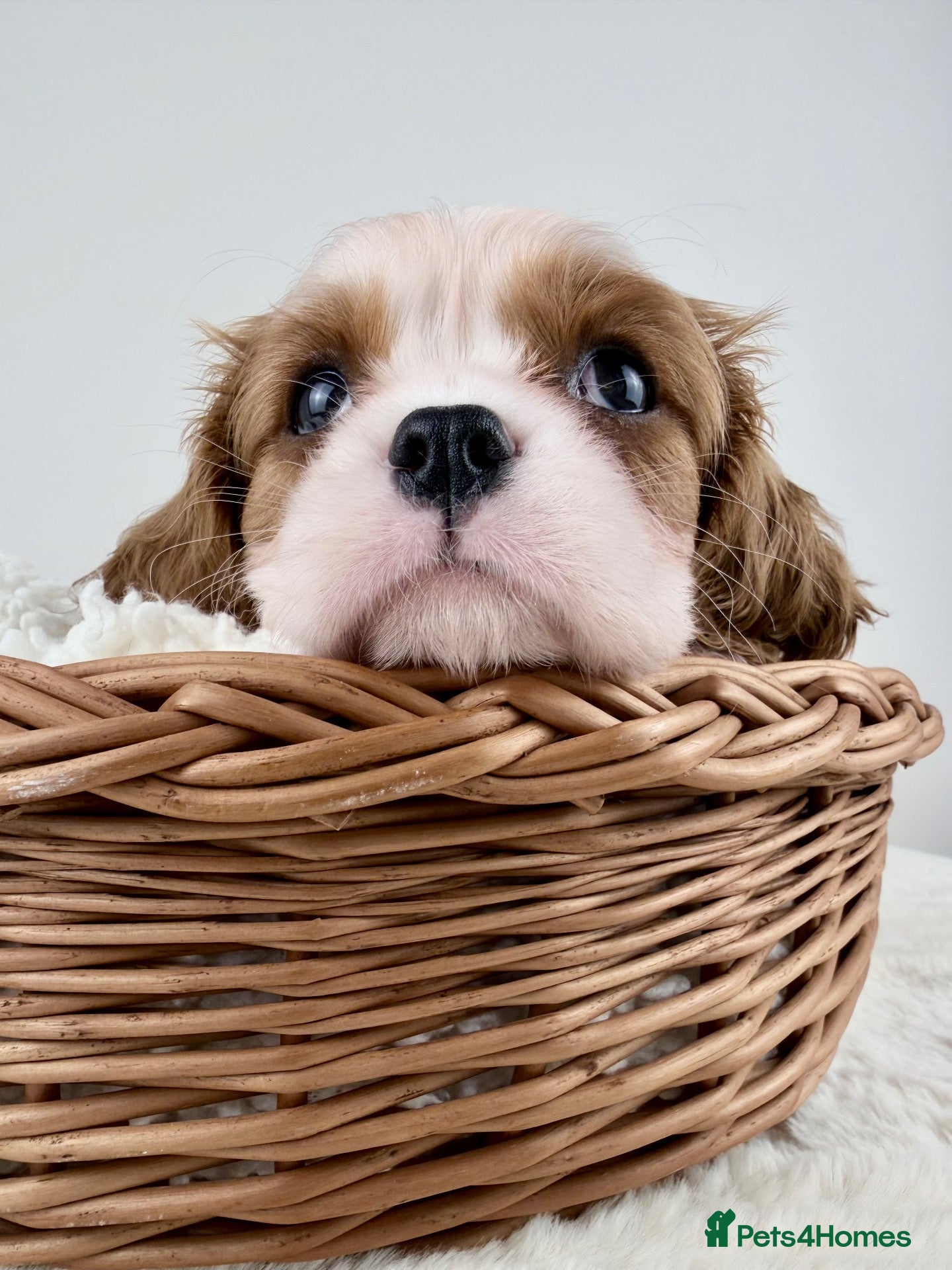 Cavalier King Charles Spaniel dogs KC registered Cavalier King Charles Spaniel.  - Advert 1