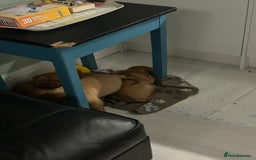 Dogue De Bordeaux dogs for sale: Dogue De Bordauex Puppies for sale - Image 11