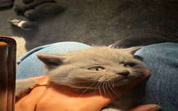 British Shorthair cats for sale: British shorthairs x7 | around oxford  - Image 3