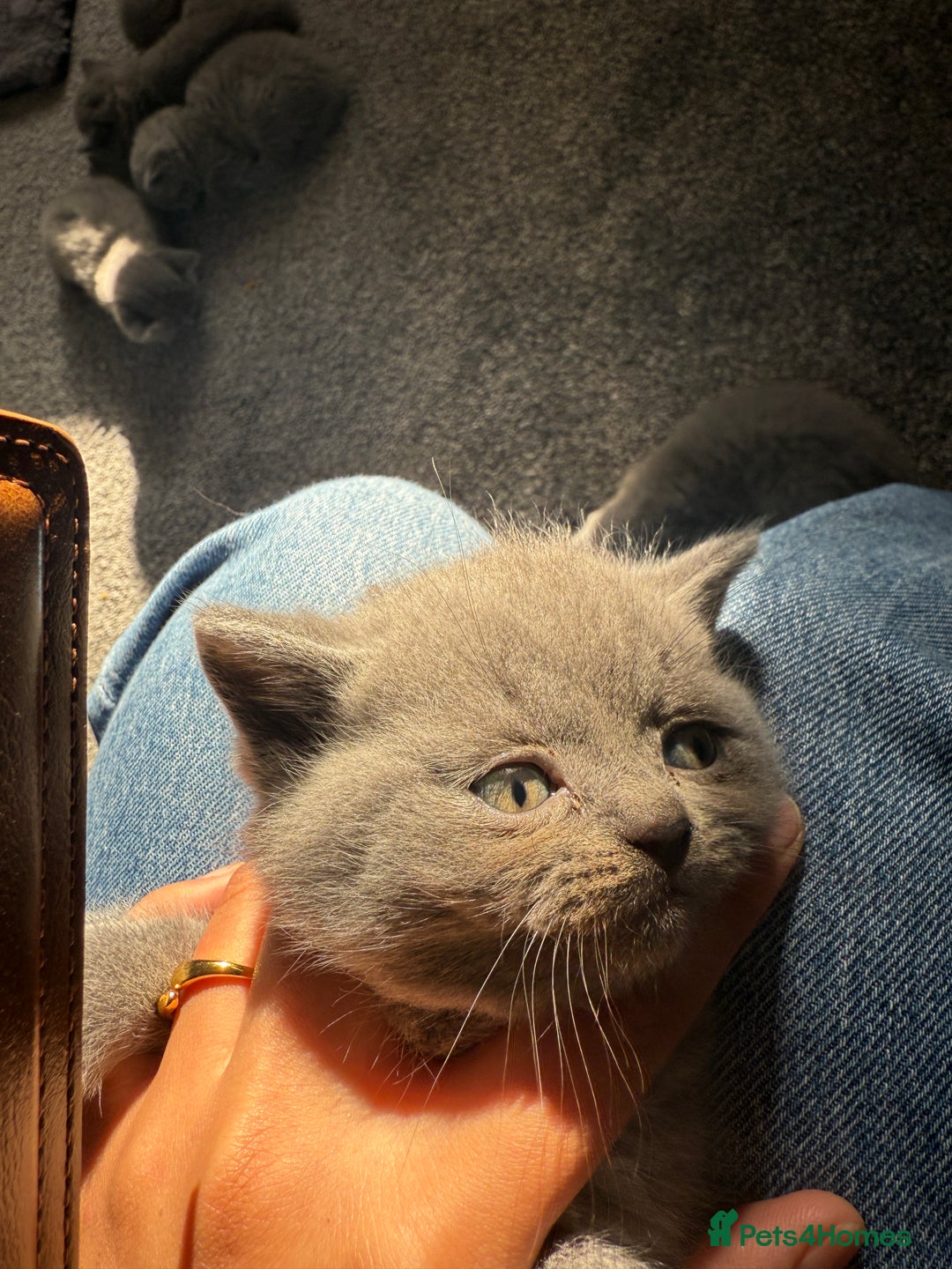British Shorthair cats for sale: British shorthairs x7 | around oxford  - Image 3