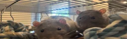 Rat rodents for sale: Two male rats, very friendly!  - Advert 2