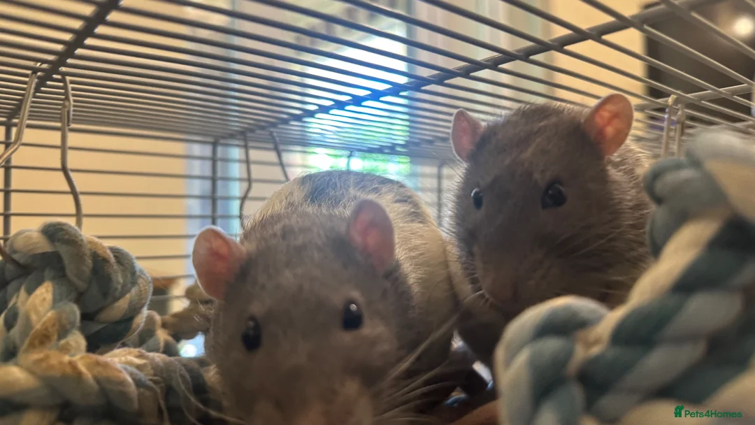 Rat rodents for sale: Two male rats, very friendly!  - Advert 2