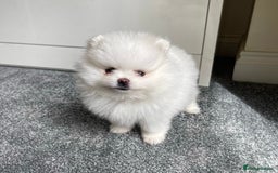 Pomeranian dogs for sale: ✨ 3 White Pomeranian Puppies – CHAMPION BLOODLINE✨ - Image 1