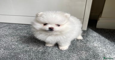 Pomeranian dogs - Advert 10