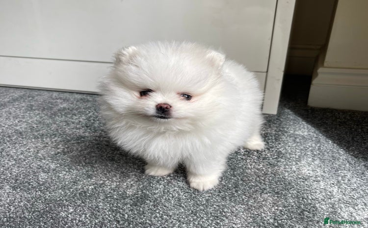 Pomeranian dogs - Advert 3