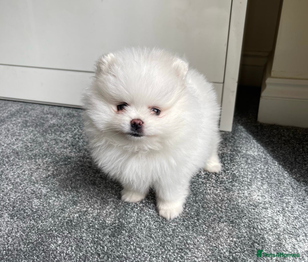 Pomeranian dogs for sale: ✨ 3 White Pomeranian Puppies – CHAMPION BLOODLINE✨ - Image 1