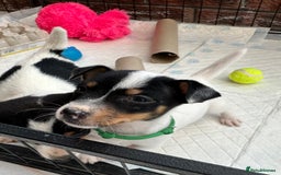 Jack Russell dogs for sale: Traditional mini Jack Russells - Image 4