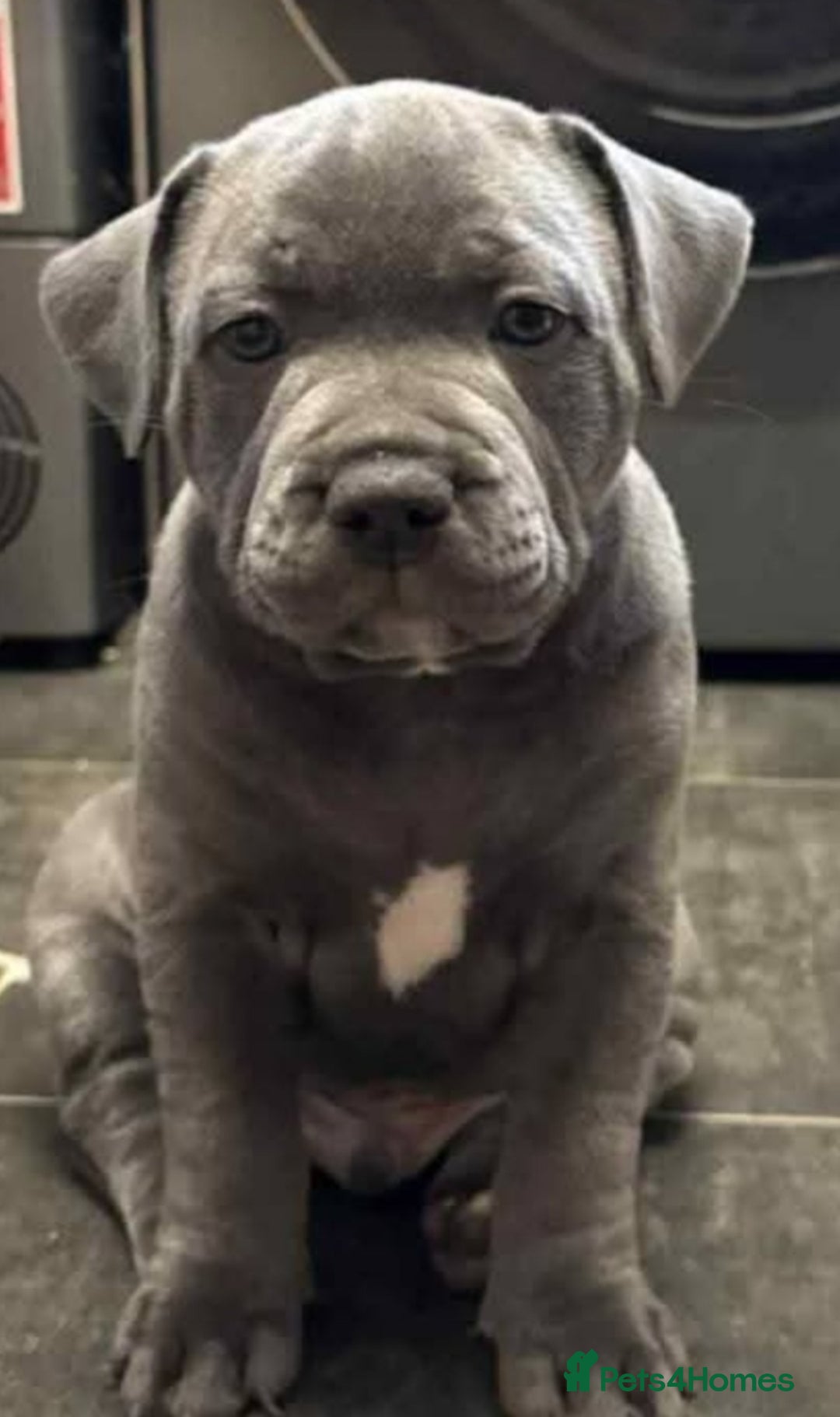 Staffordshire Bull Terrier dogs for sale: Gorgeous Blue staff puppies - Image 5