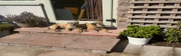 Border Terrier dogs for sale: KCR Border Terrier puppies  - Advert 3