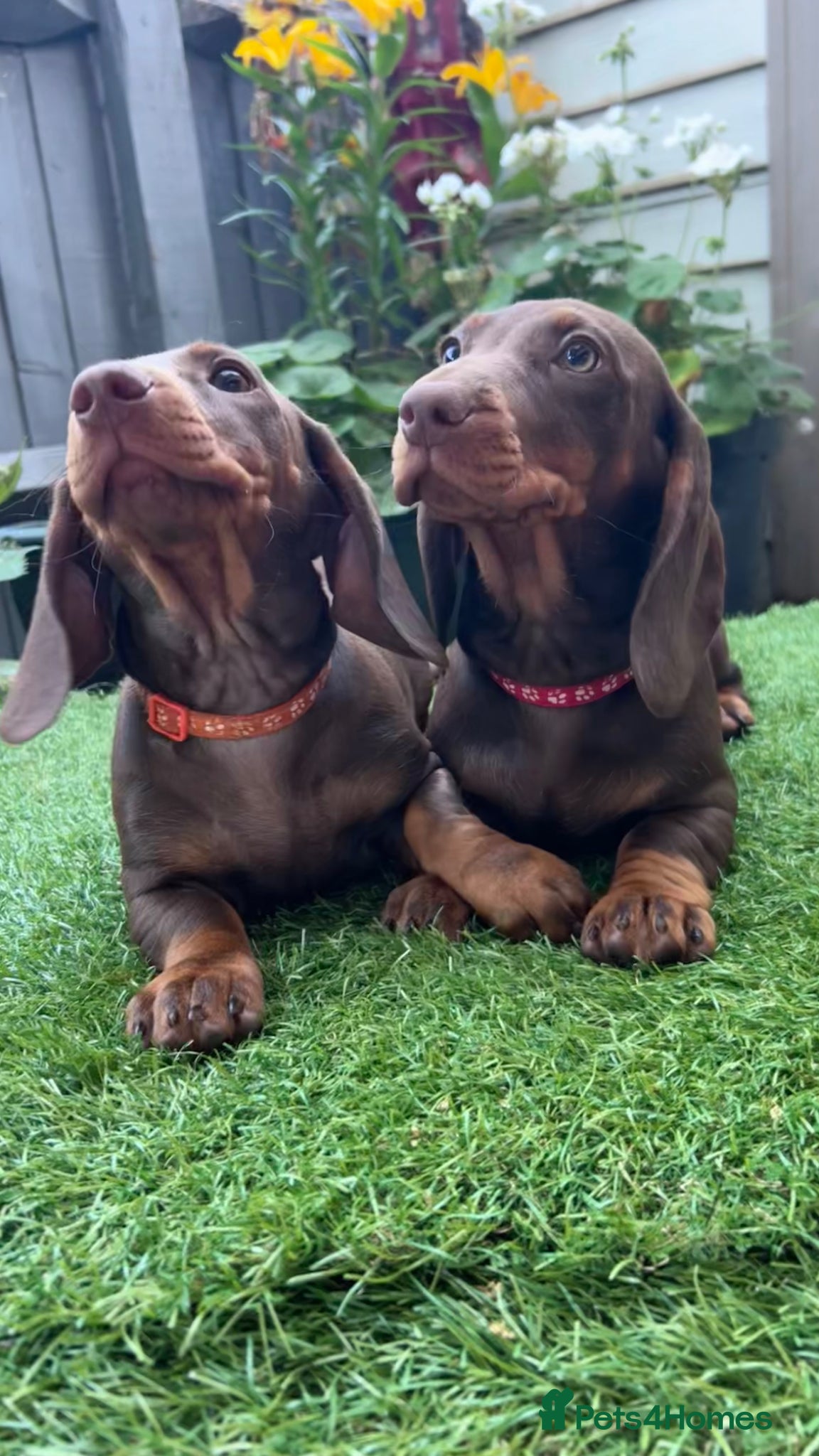 Dachshund dogs for sale: Only ONE Girl left Standard dachshund - Advert 12