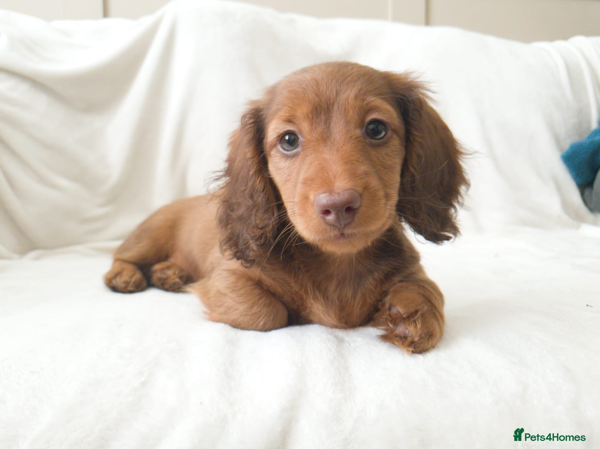 Miniature Dachshund dogs Gorgeous Male Miniature Long Haired  - Advert 15
