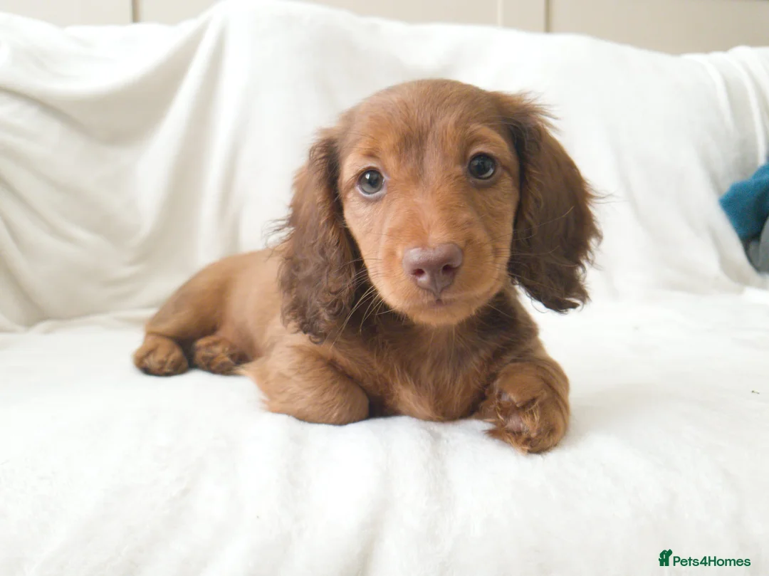 Miniature Dachshund dogs for sale: Gorgeous Miniature Long Haired Female - Advert 1