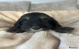 Cockapoo dogs for sale: Adorable F1 cockapoo puppies  - Image 28