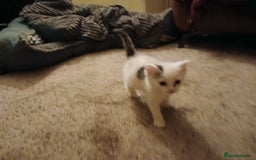 British Shorthair cats for sale: Wee George  - Image 7