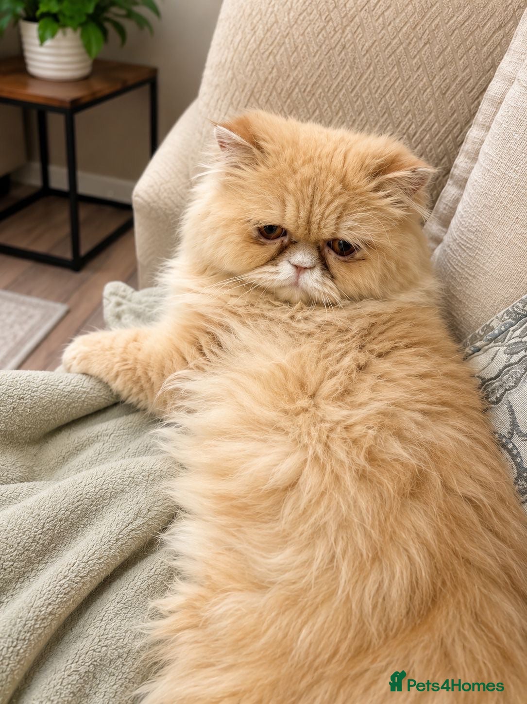 Persian cats GOLDEN PEDIGREE PERSIAN  - Advert 4