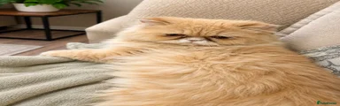 Persian 1
