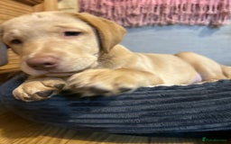 Labrador Retriever dogs for sale: LABRADOR PUPPY BOY READY FOR NEW HOME   - Image 25