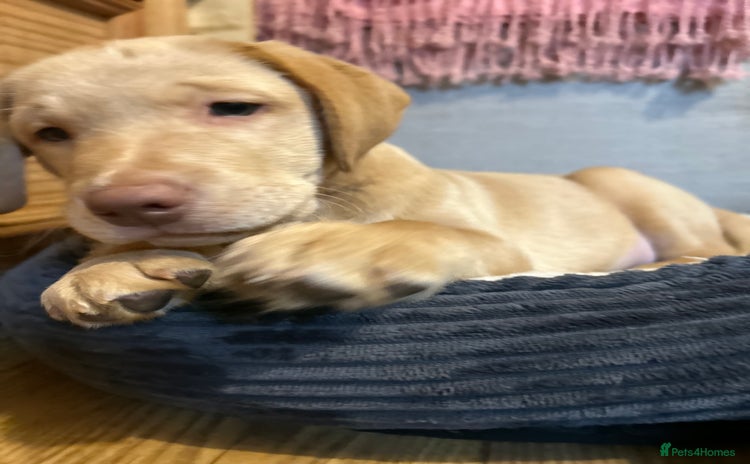 Labrador Retriever dogs - Advert 1