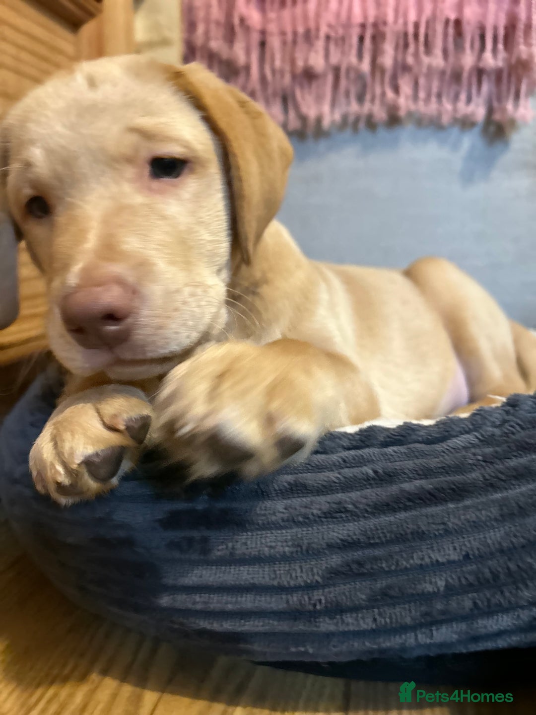 Labrador Retriever dogs for sale: LABRADOR PUPPY BOY READY FOR NEW HOME   - Image 25