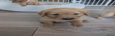 Golden Retriever 5
