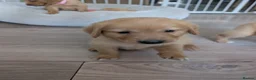 Golden Retriever dogs for sale: Beautiful KC registered Golden Retriever puppies  - Advert 38