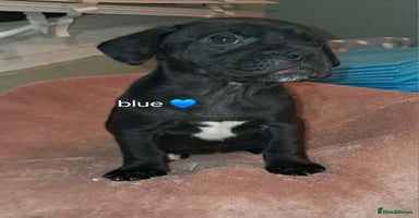 Mixed Breed dogs - Advert 8