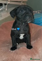 Mixed Breed dogs - Advert 8