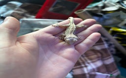 Gecko reptiles for sale: Baby crested geko  - Image 9