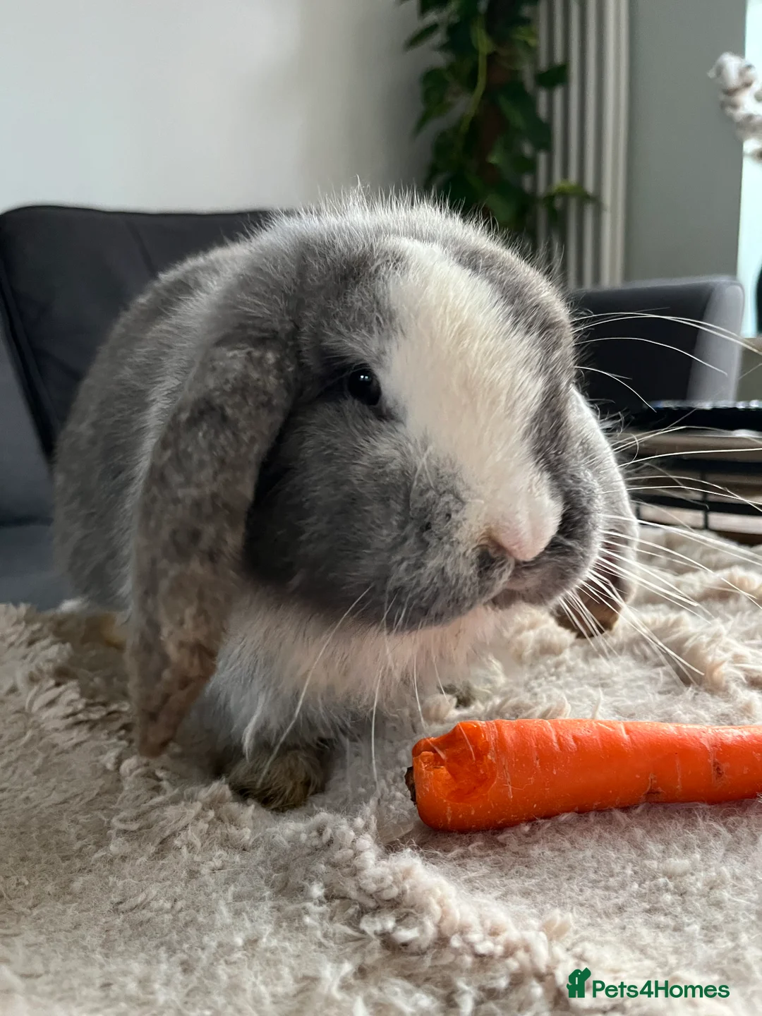 Mini Lop rabbits for sale: Boy Mini Lops looking for their forever home  🐰 - Advert 11