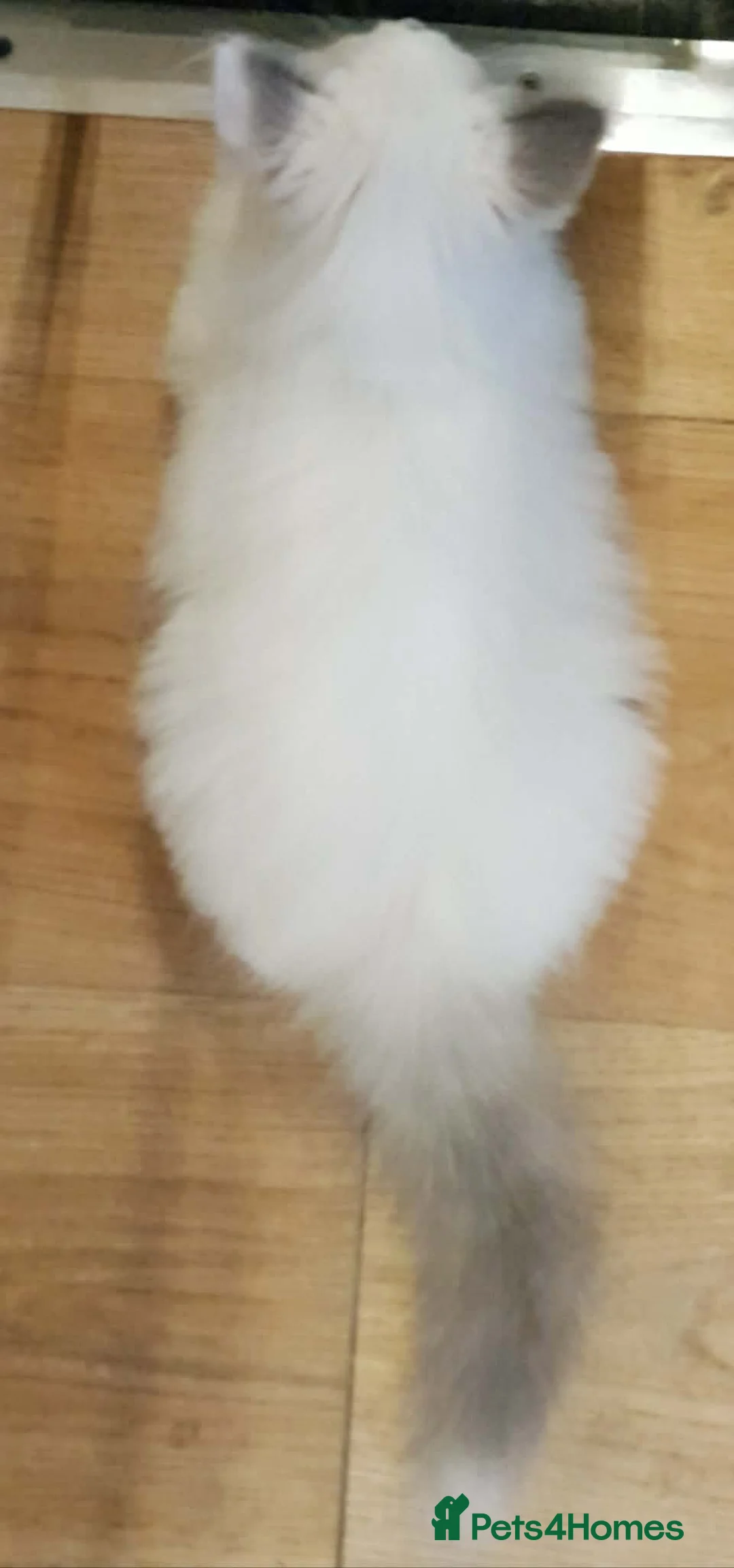 Ragdoll cats for sale: 1 girl ragdoll READY NOW - Advert 7