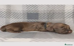 Cocker Spaniel dogs for sale: Show x Working Cocker Spaniels, HEALTH tested - Image 17