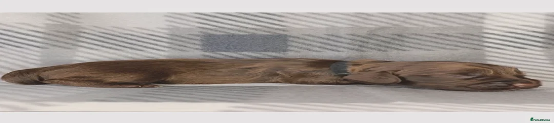 Chocolate Male - Black collar 