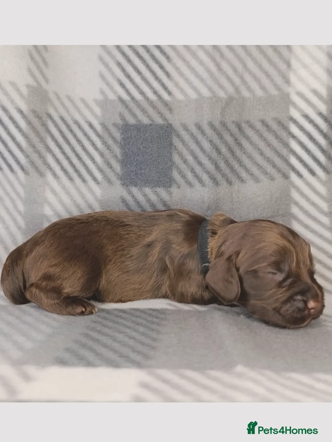 Cocker Spaniel dogs for sale: Show x Working Cocker Spaniels, HEALTH tested - Image 17