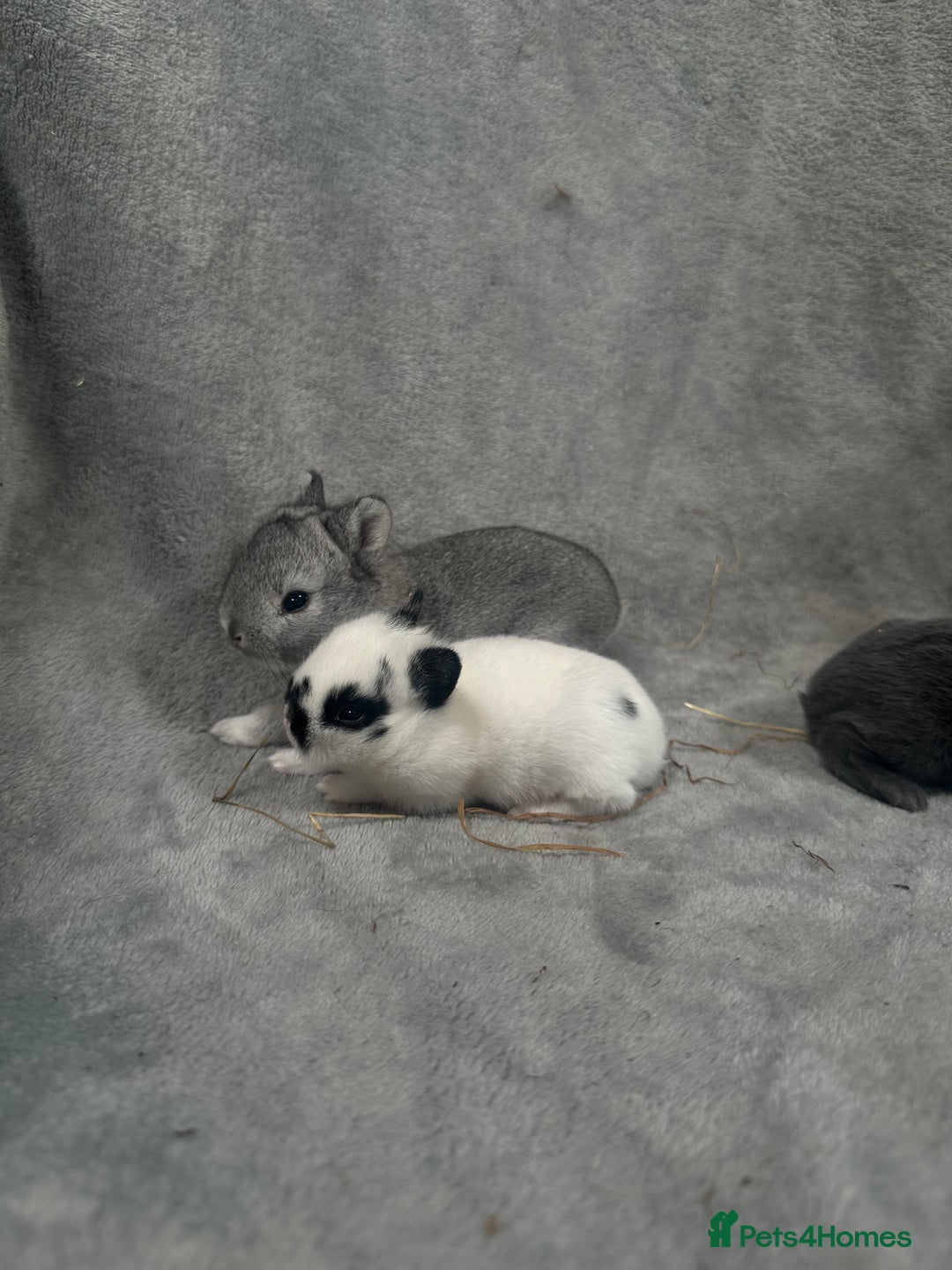 Netherland Dwarf rabbits for sale: Baby Netherland Dwarfs ready in 5 1/2 weeks - Image 6