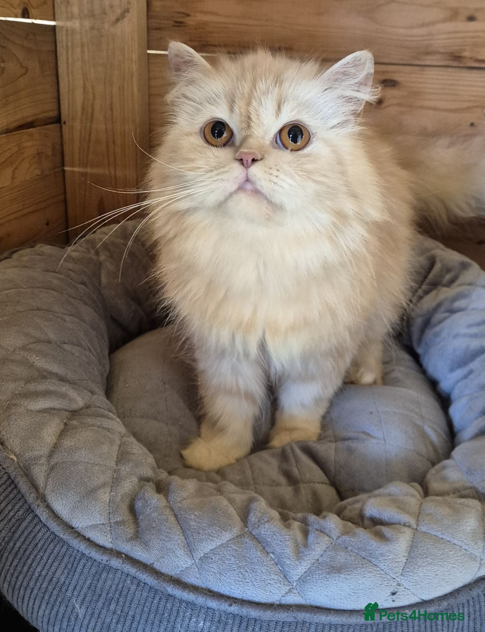 Persian cats 2 year old persian - Advert 1