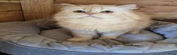 Persian cats for sale: 2 year old persian - Advert 1