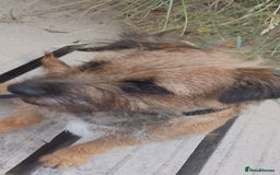 Border Terrier dogs for sale: Emily  - Image 3
