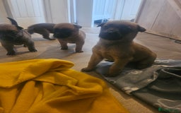 Belgian Shepherd Dog dogs for sale: Belgium Malinos shepard puppys - Image 7