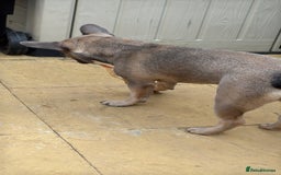 French Bulldog dogs for sale: Luna a 6 month old French bulldog puppy  - Image 3