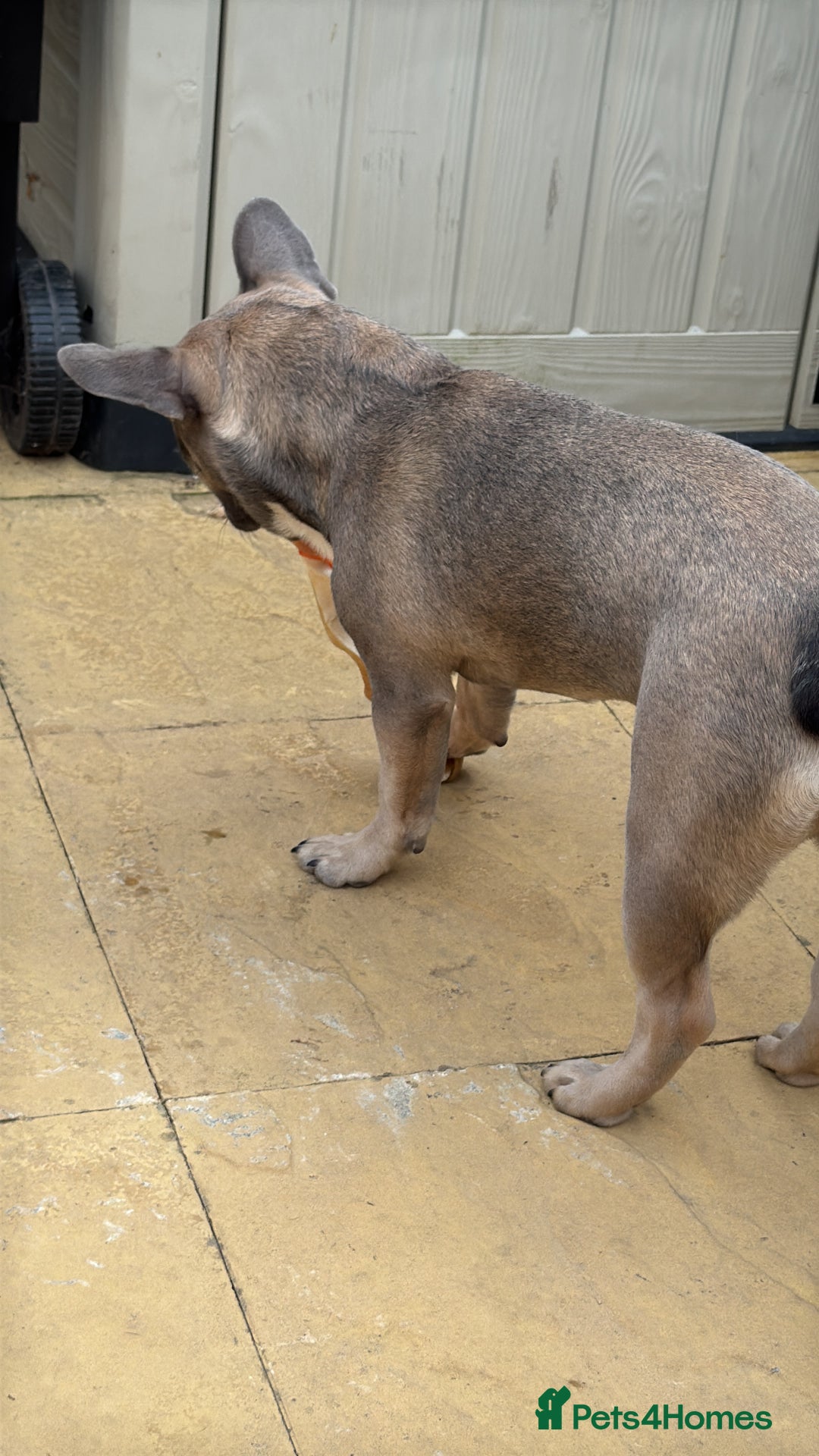 French Bulldog dogs for sale: Luna a 6 month old French bulldog puppy  - Image 3