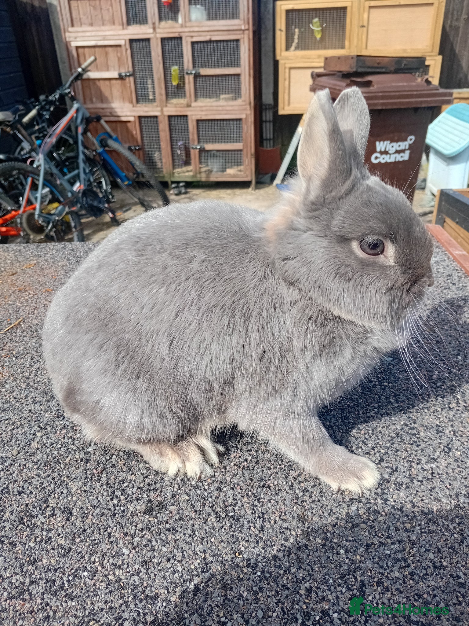 Netherland Dwarf rabbits Netherland dwarf  - Advert 1