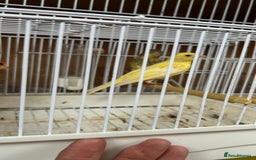 Canaries birds for sale: Canary’s for sale - Image 4