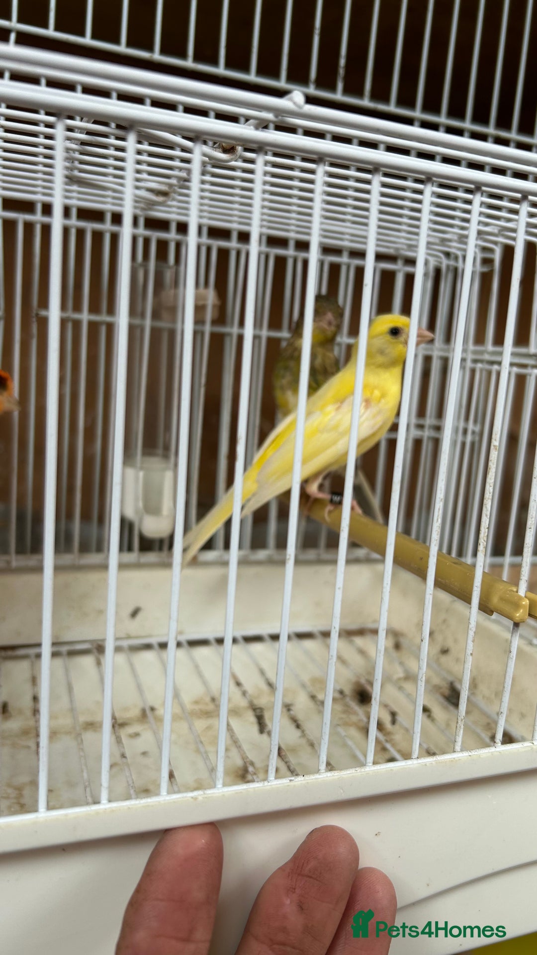 Canaries birds for sale: Canary’s for sale - Image 4
