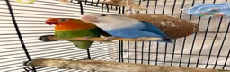 Lovebirds birds for sale: Love Birds in Saint Helens - Advert 4